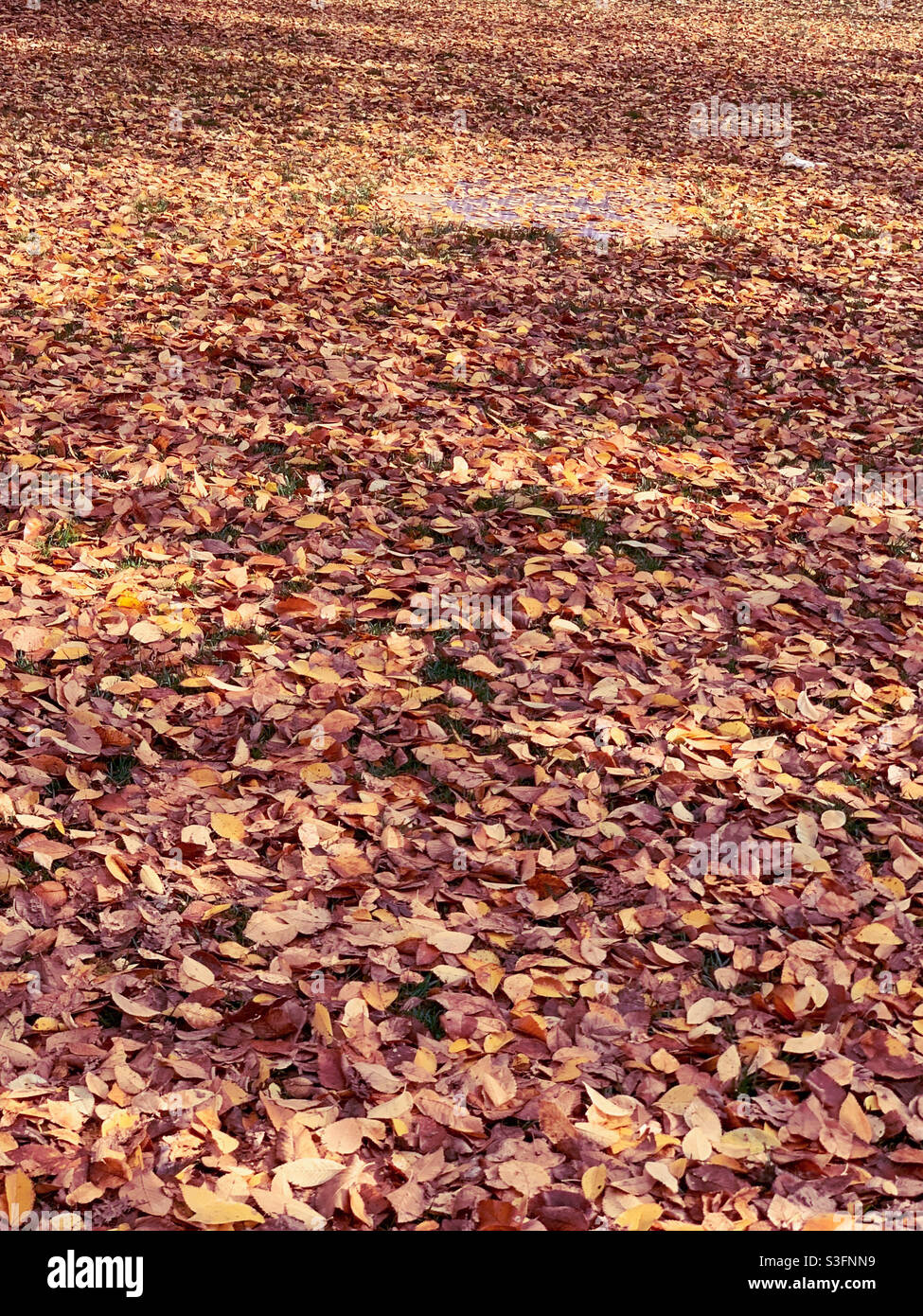 Massive amount of brightly coloured Autumn or Fall leaves carpeting the ground in Canberra Australia, change of season - Smartphone Captured Stock Image