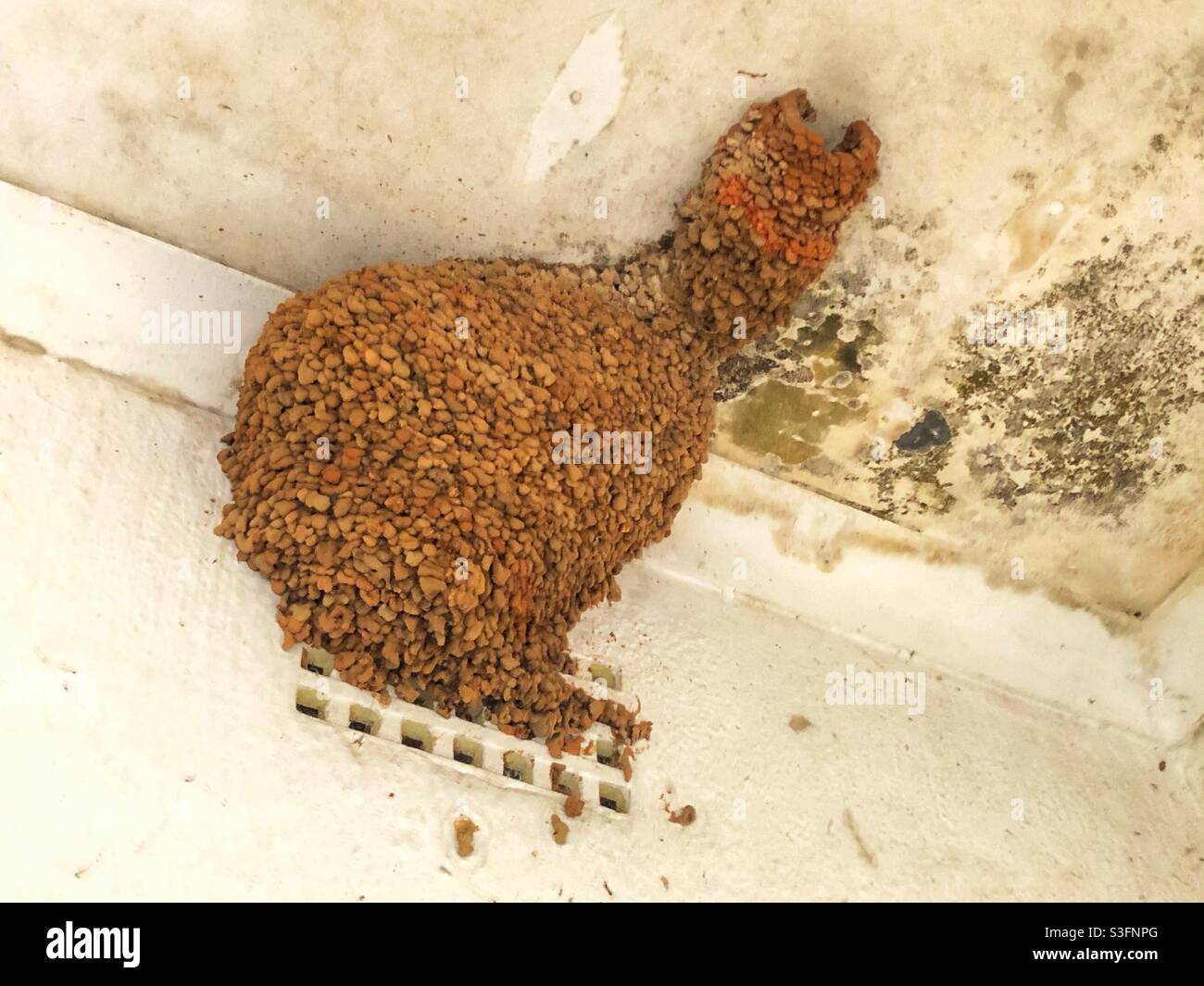 Mud built swallows nest against the roof of an abandoned building - Smartphone Captured Stock Image