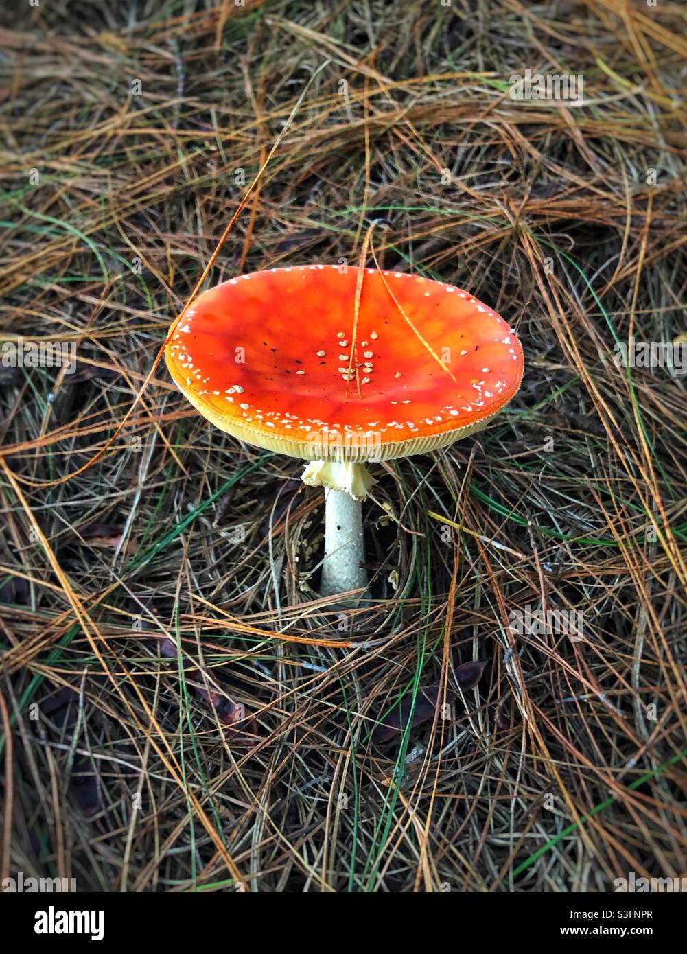 Fly Agaric (Amanita muscaria) Mushroom - there were many of these growing amongst the pine needles in a pine plantation in the South Africa - Smartphone Captured Stock Image
