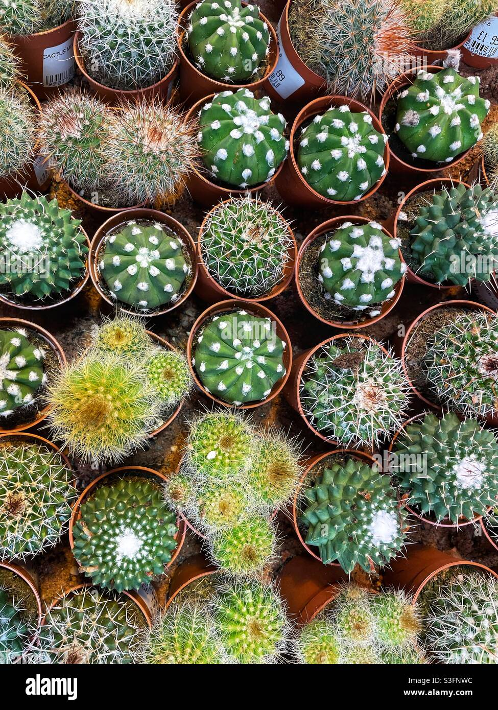 Small cacti in pots. - Smartphone Captured Stock Image