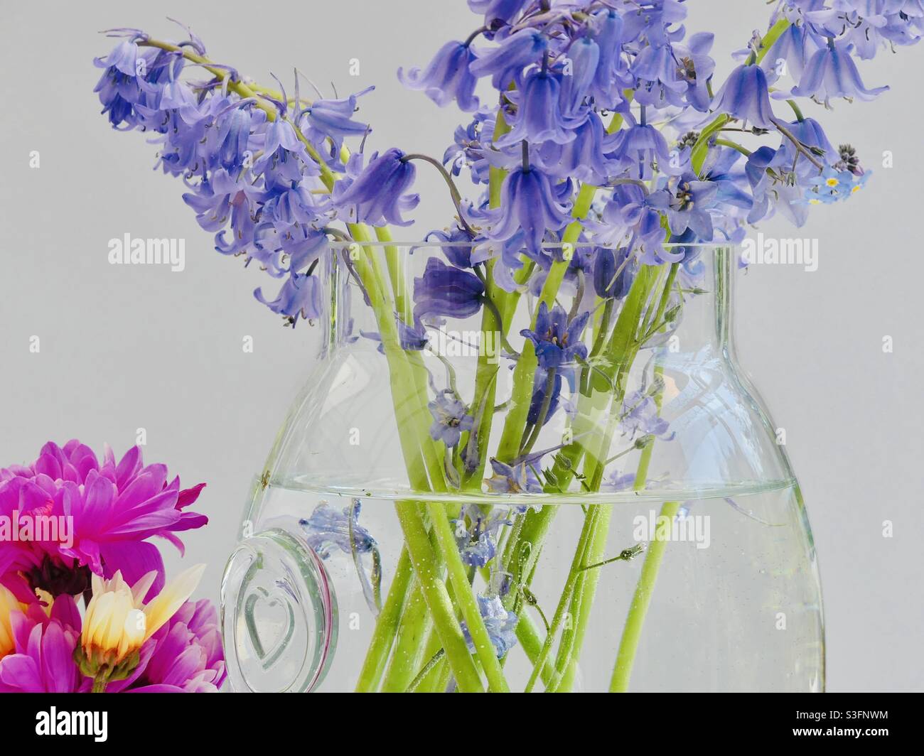 Bluebells in a vase Stock Photo