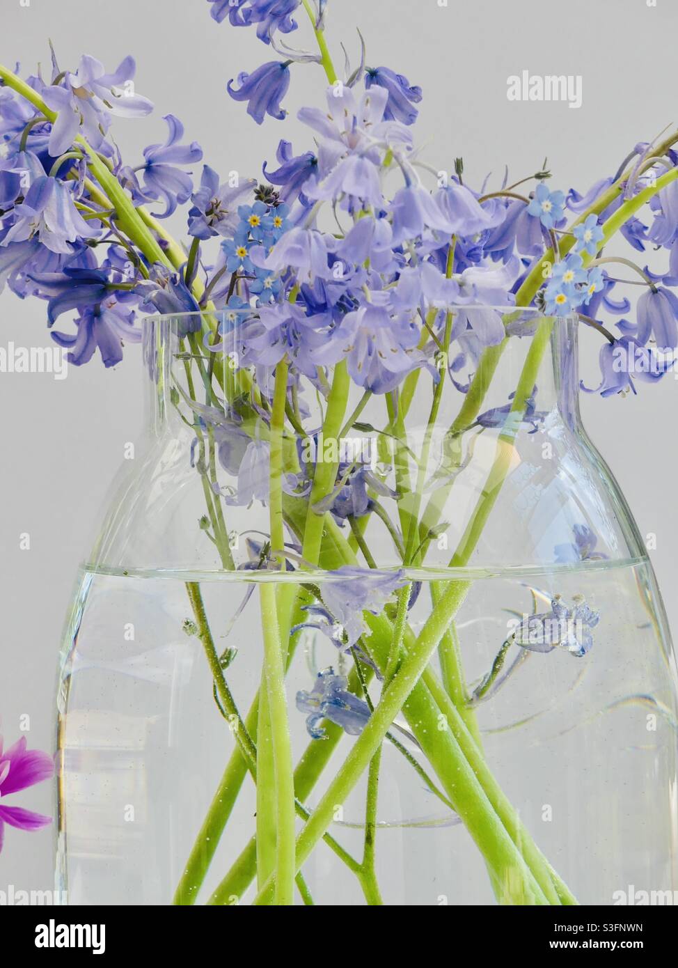Bluebells in a glass vase Stock Photo