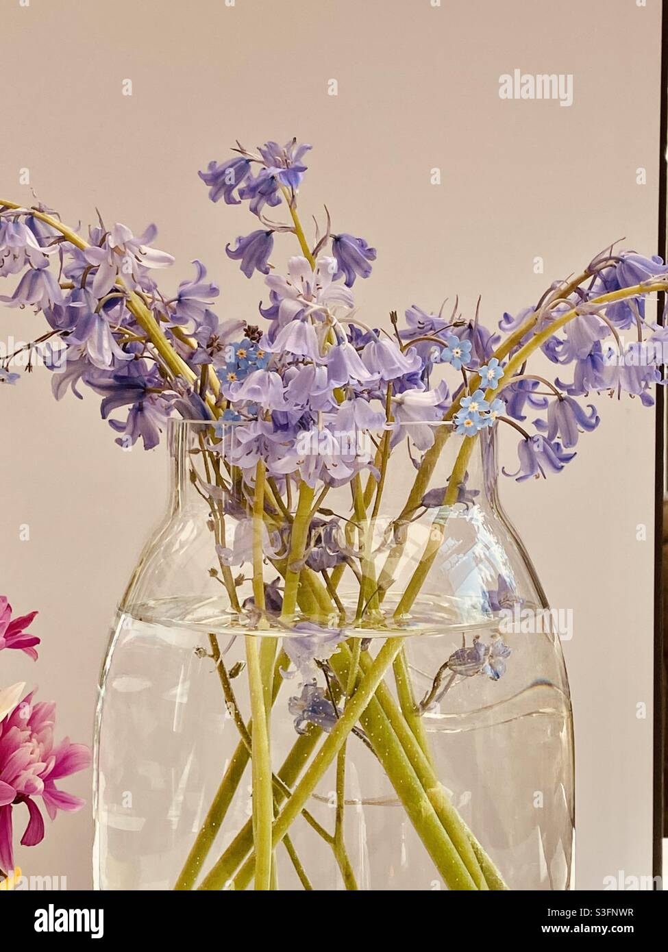Bluebells in a glass vase Stock Photo