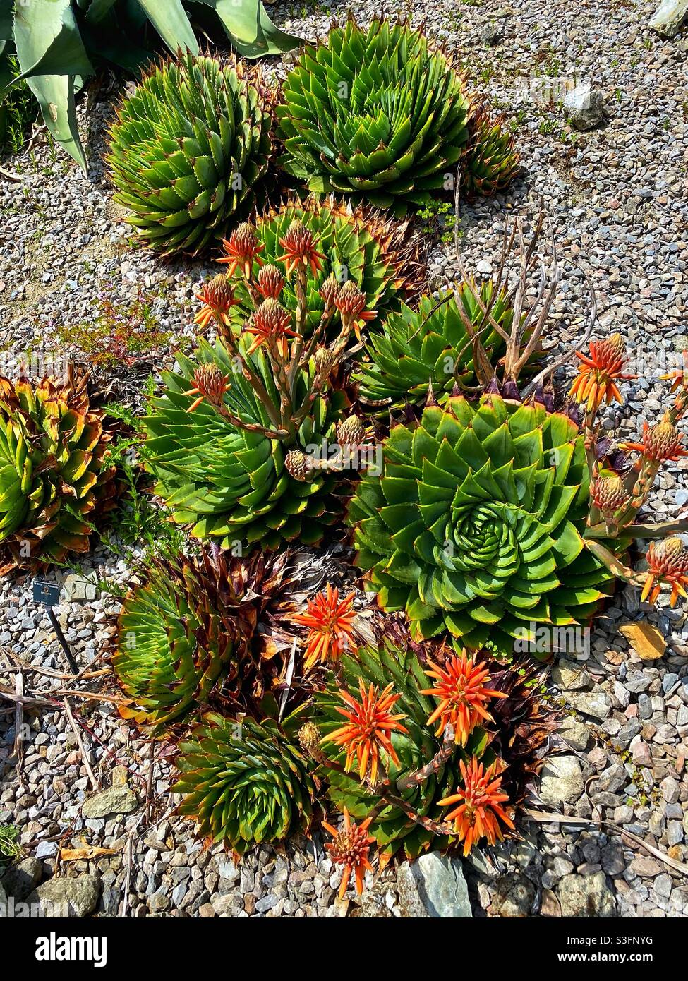 Ventnor botanic gardens Stock Photo Alamy