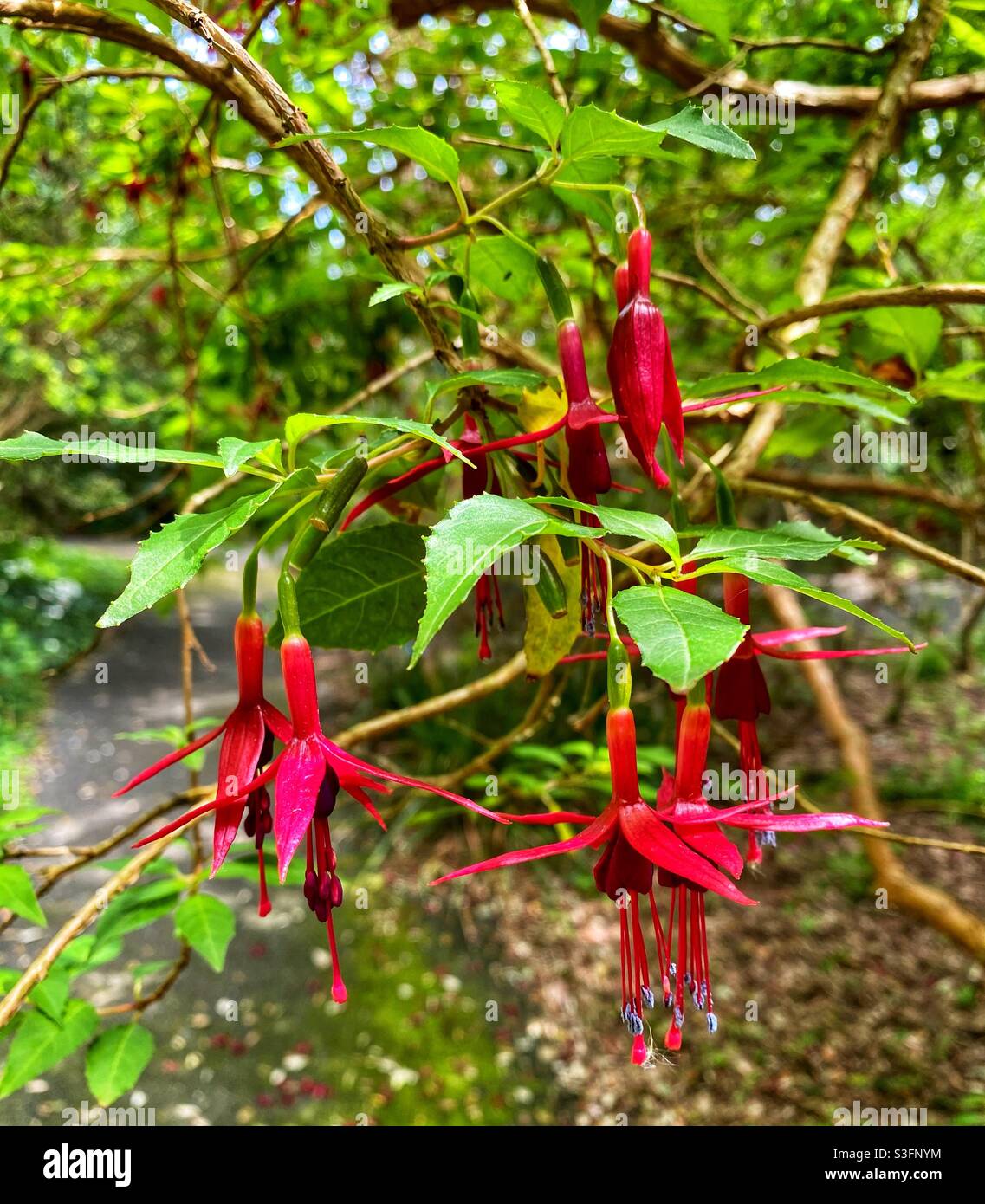 Ventnor botanic gardens Stock Photo Alamy