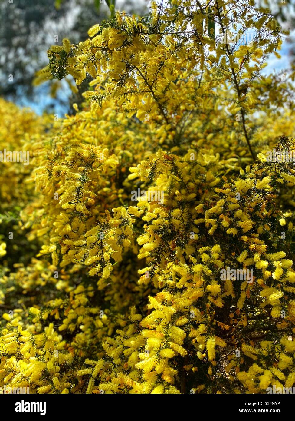 Ventnor botanic gardens Stock Photo Alamy