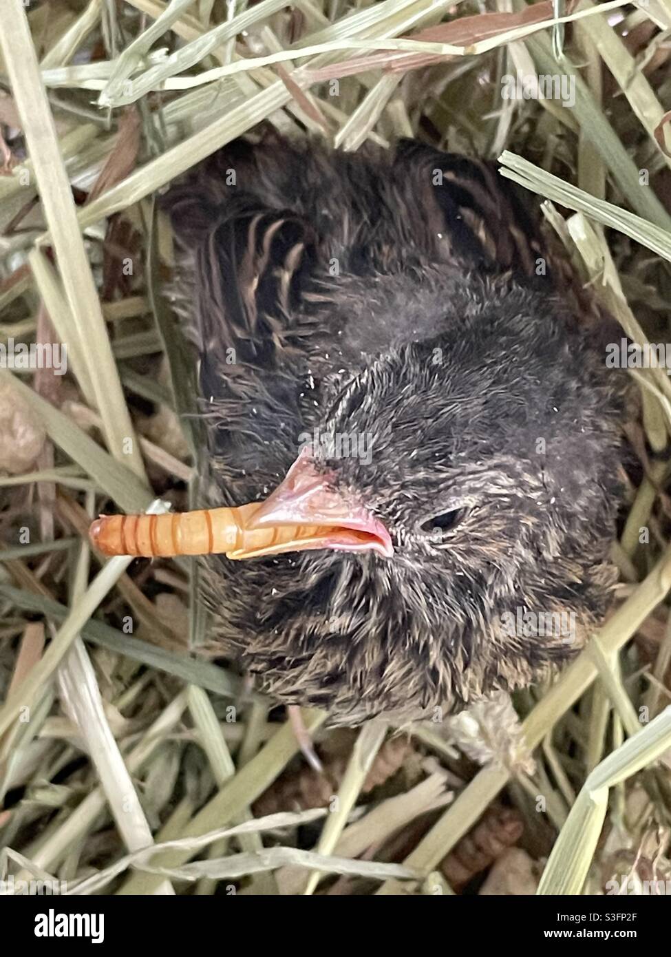 Fledgling eating a worm Stock Photo