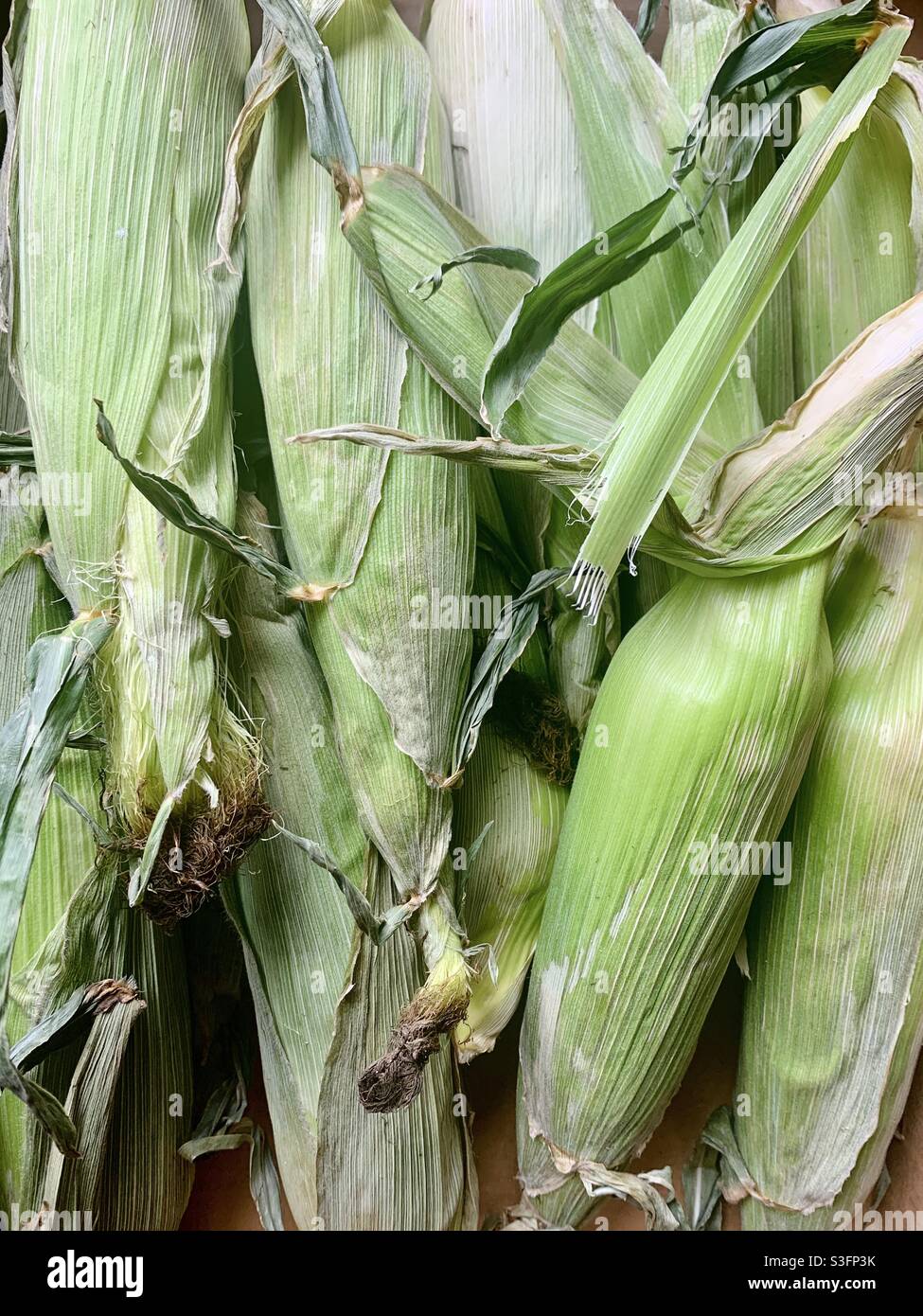 Ears of sweet corn - Smartphone Captured Stock Image