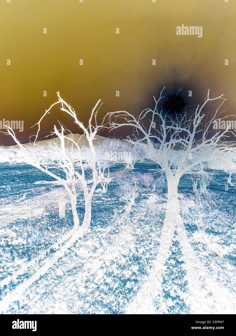 Inverted trees hi-res stock photography and images - Alamy