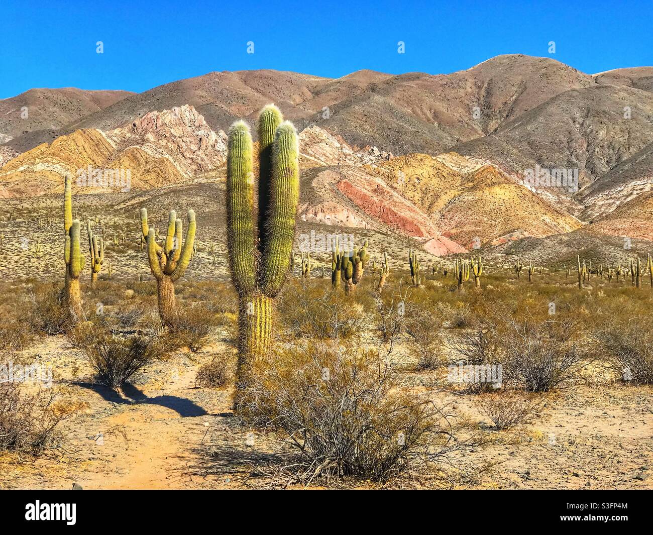 Cactuses and colorful rocks, Salta Province, northern Argentina - Smartphone Captured Stock Image