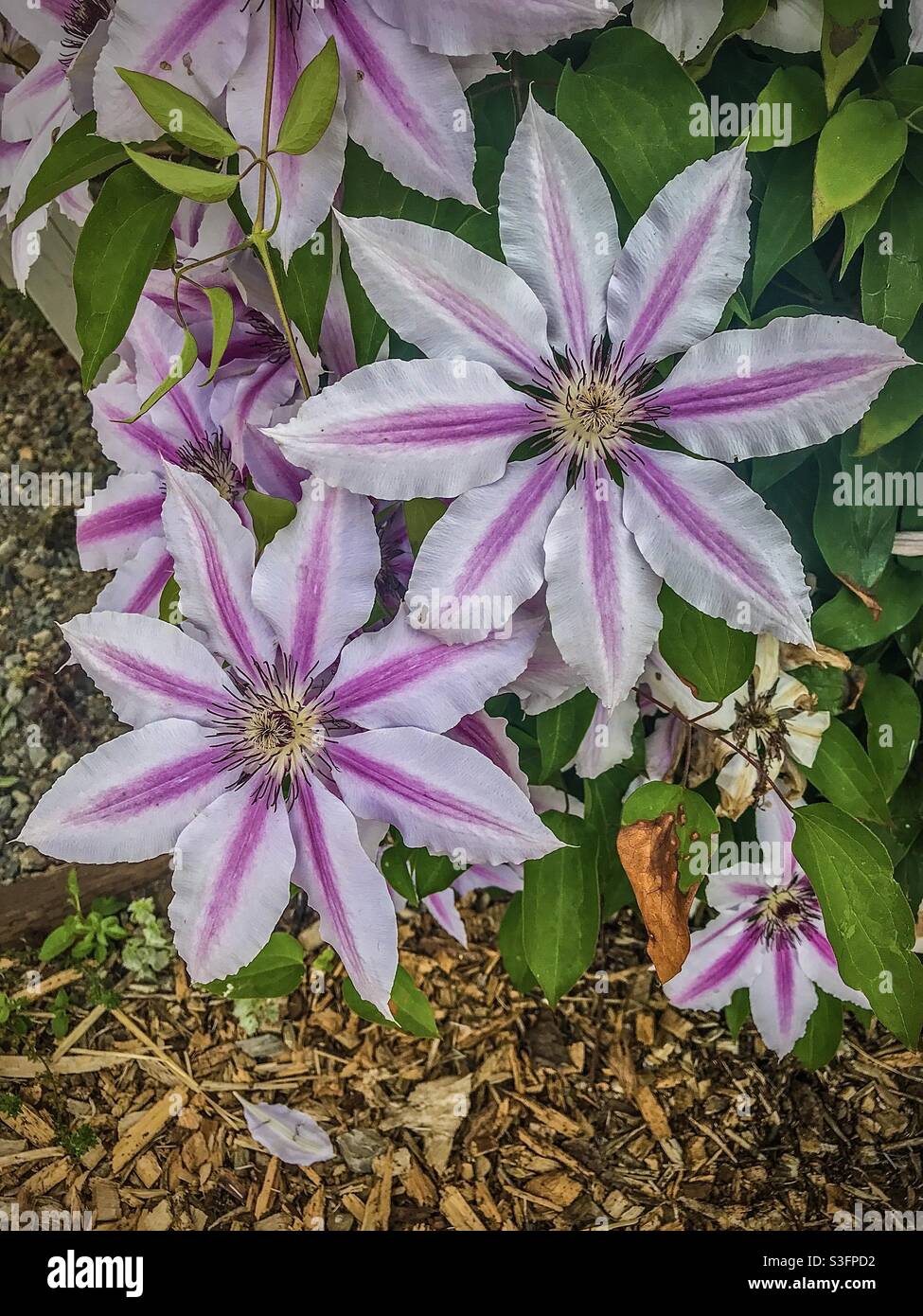 Clematis Nelly Moser (clematis lanuginosa) vine in West Salem, Oregon, USA. May 2021. Photo Credit: Ann M. Nicgorski. Stock Photo