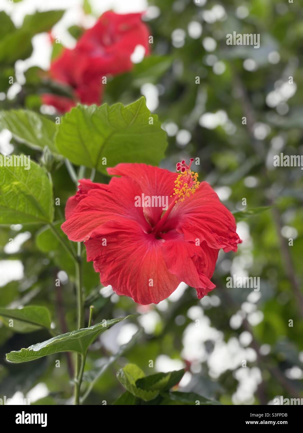 Red hibiscus flower Stock Photo Alamy