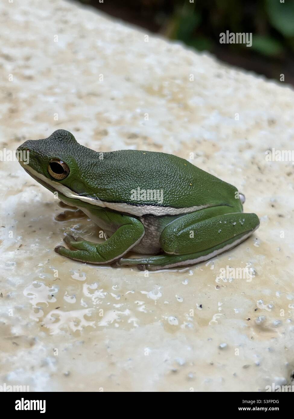 Green tree frog - Smartphone Captured Stock Image