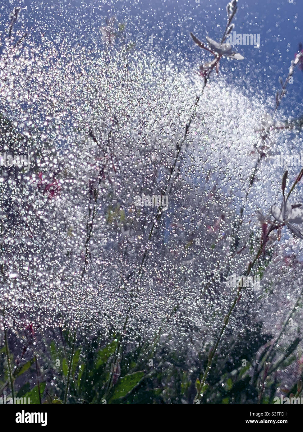 Millions of sparkling water drops. Watering or hosing the garden, Australia Stock Photo Alamy