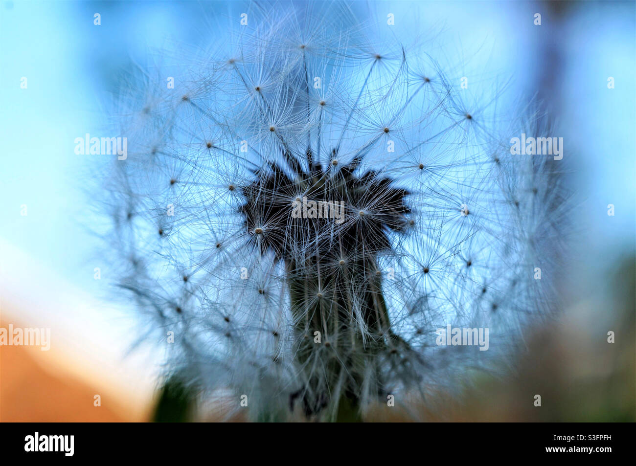 dandelion on the background of the morning sky - Smartphone Captured Stock Image