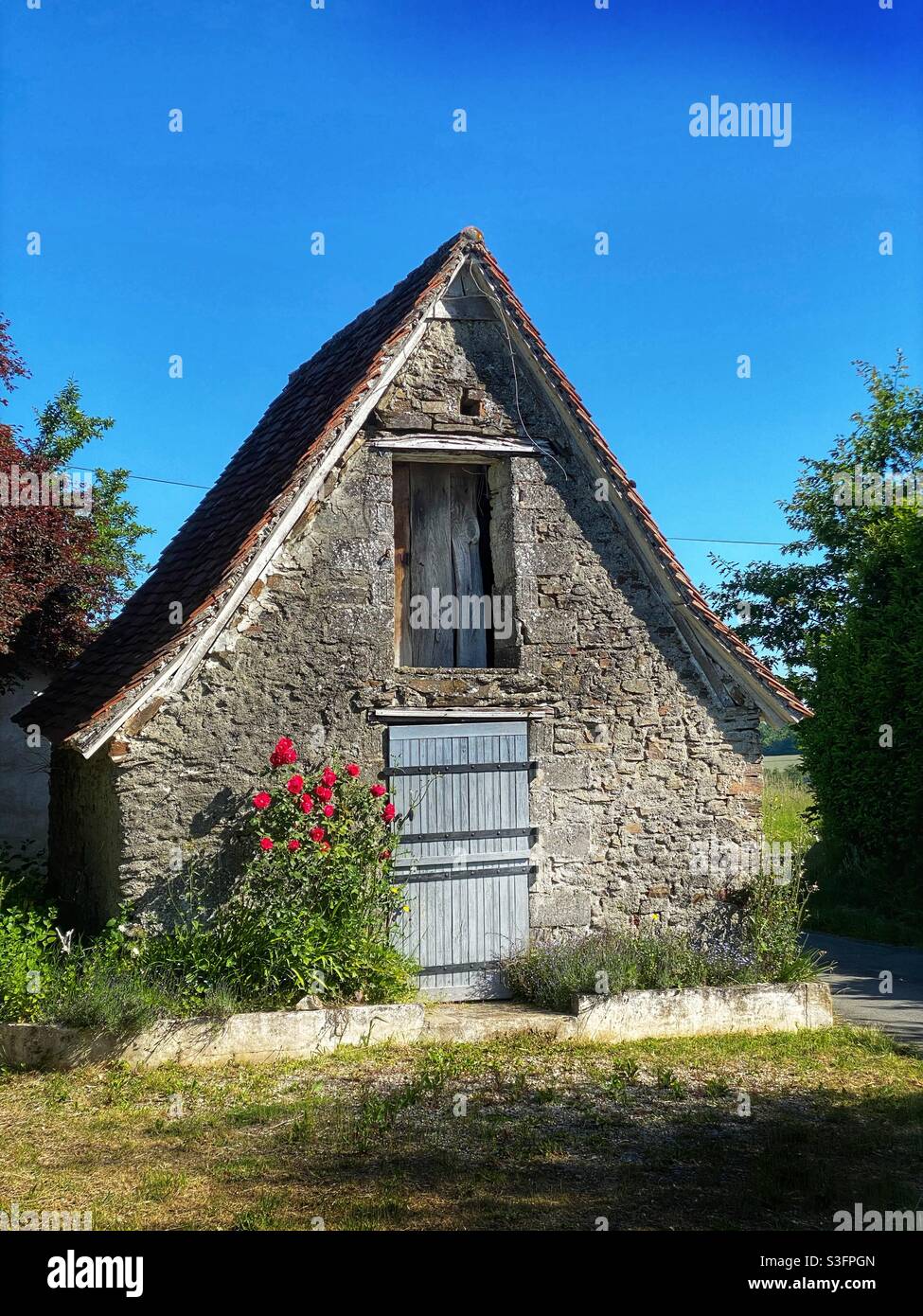 Old French barn with a red rose bush - Smartphone Captured Stock Image