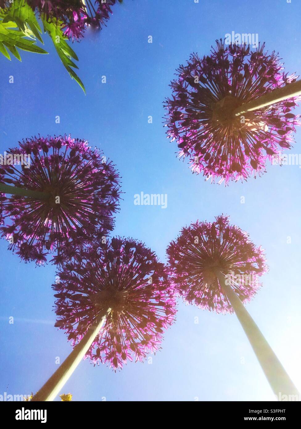 Looking up from underneath beautiful purple round headed allium flowers under a blue sky with copy space Stock Photo