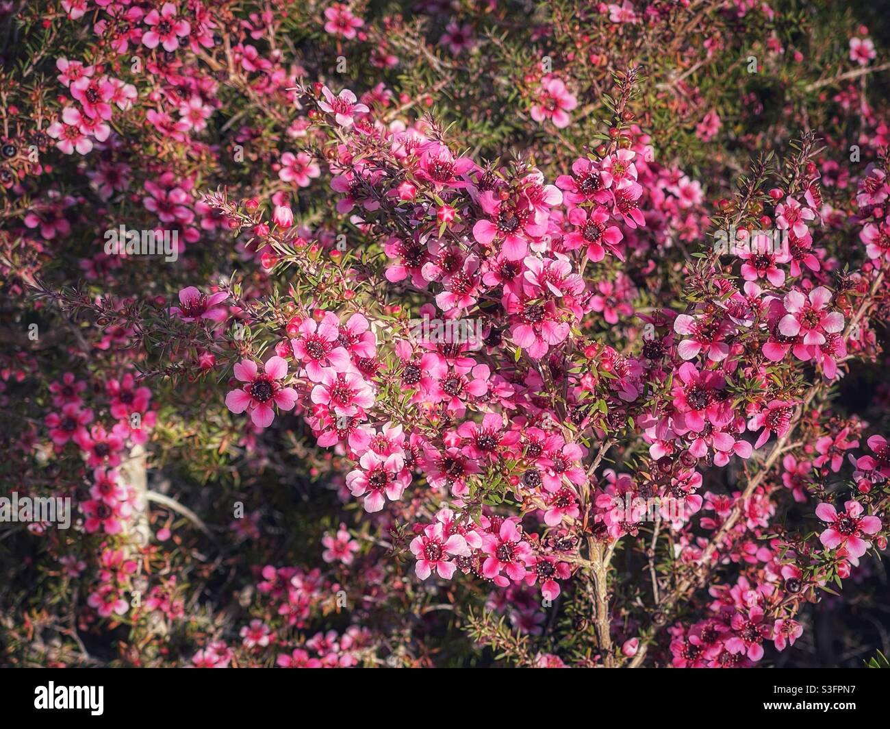 Pink flowers on a Leptospermum scoparium or tea tree shrub in Queensland, Australia - Smartphone Captured Stock Image