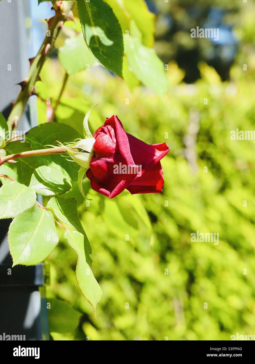 Fragile first Rose ? Stock Photo