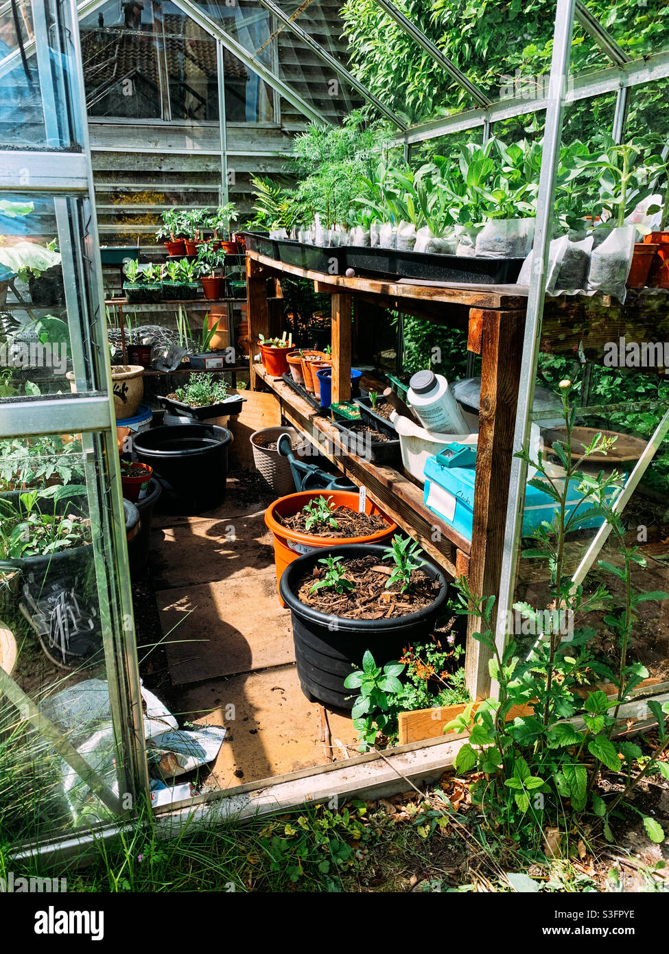 Messy greenhouse - Smartphone Captured Stock Image