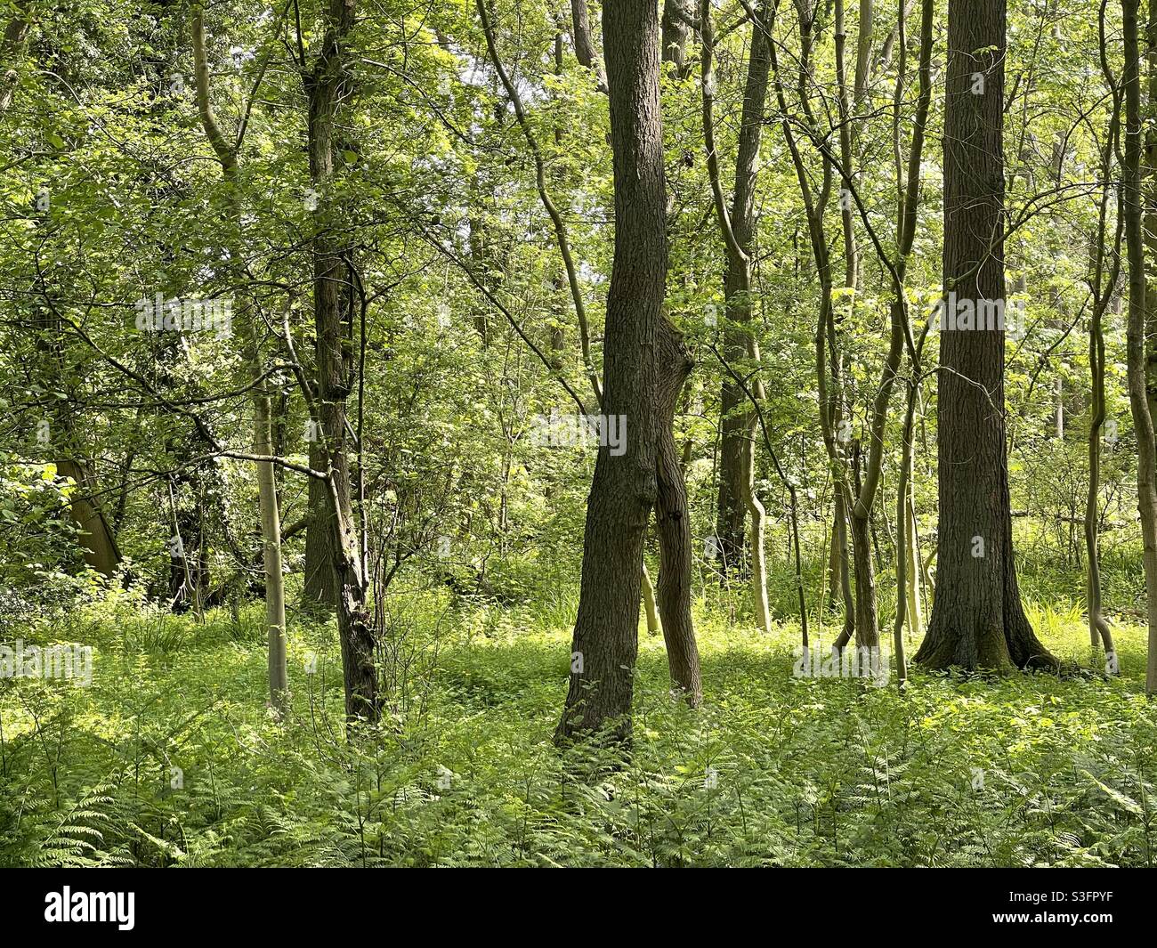 Woodland carpeted in wild ferns Stock Photo