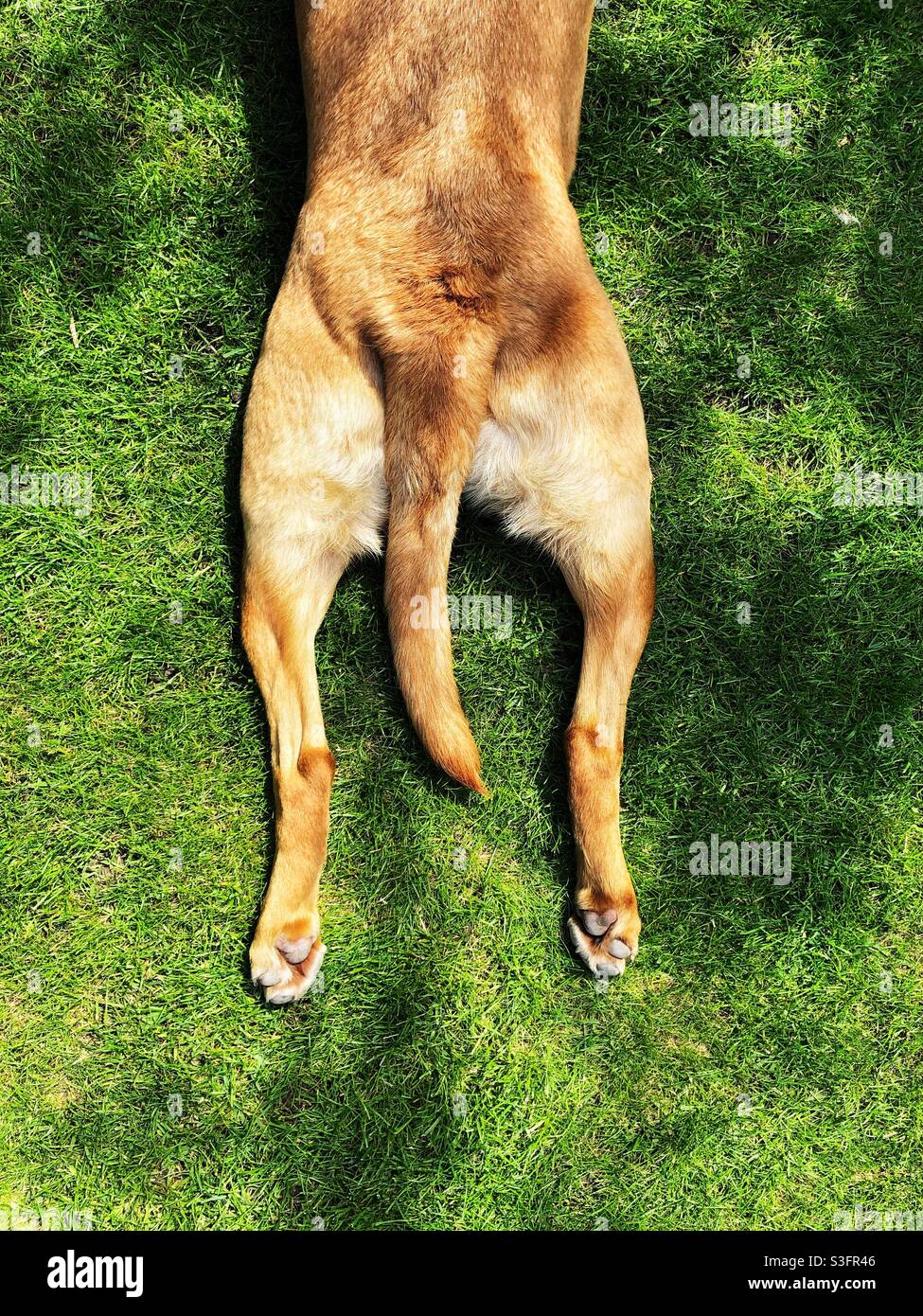The hind legs of a pet labrador dog outstretched on green grass in a sploot position Stock Photo