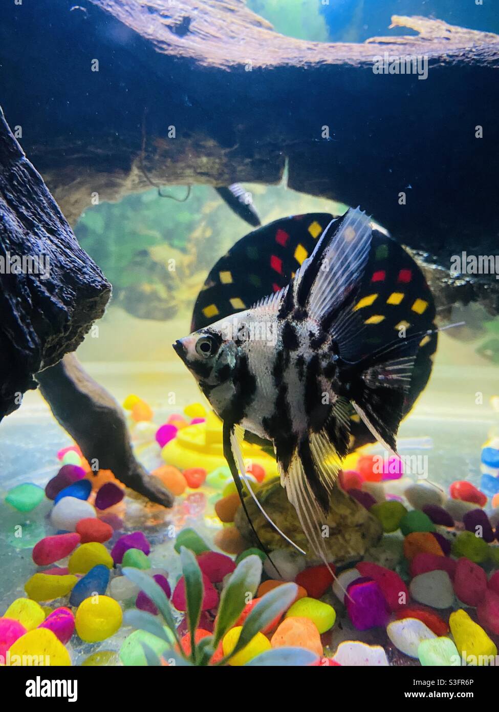 black and white ornamental fish Stock Photo Alamy