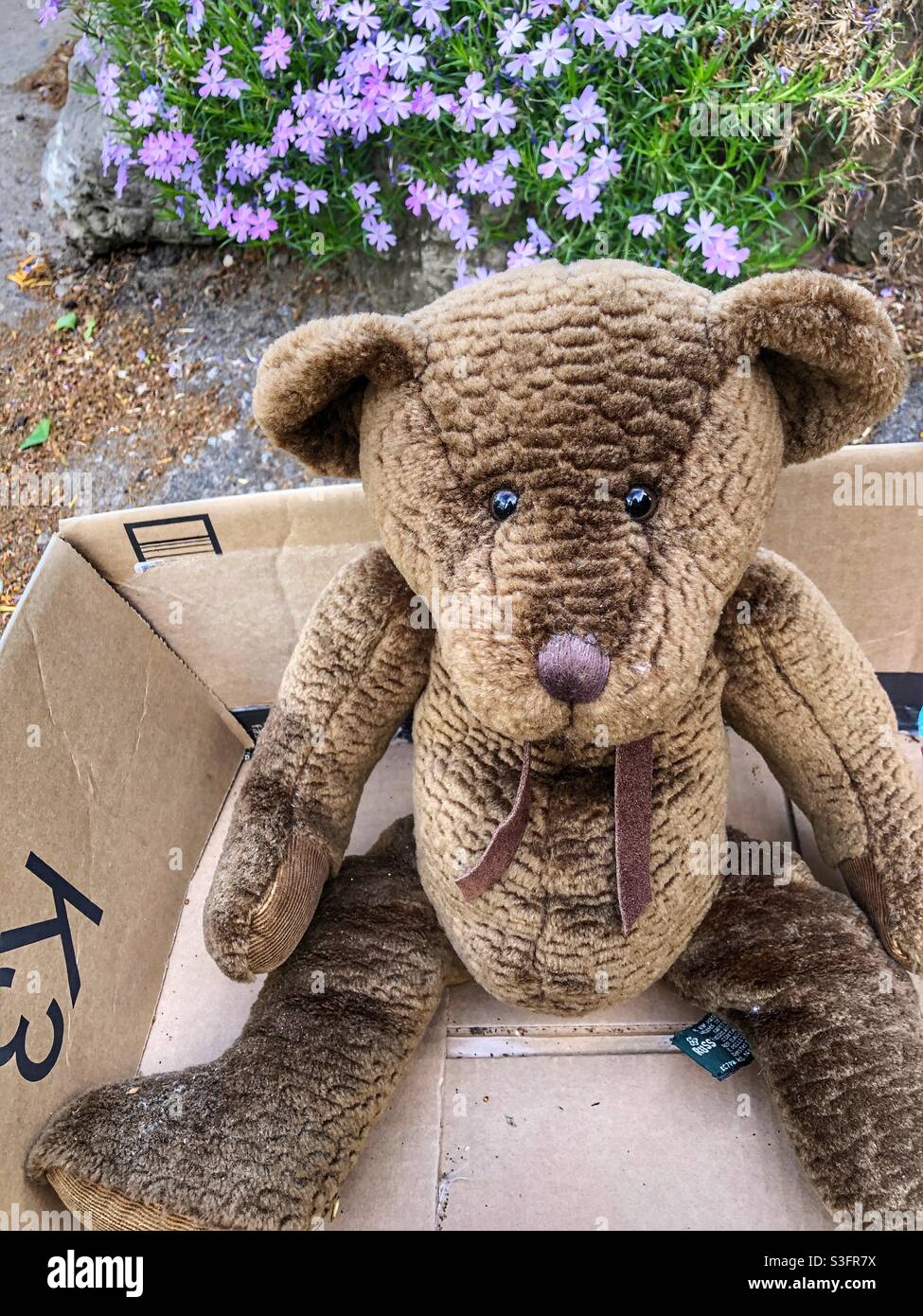 Sad brown teddy bear in a box. - Smartphone Captured Stock Image
