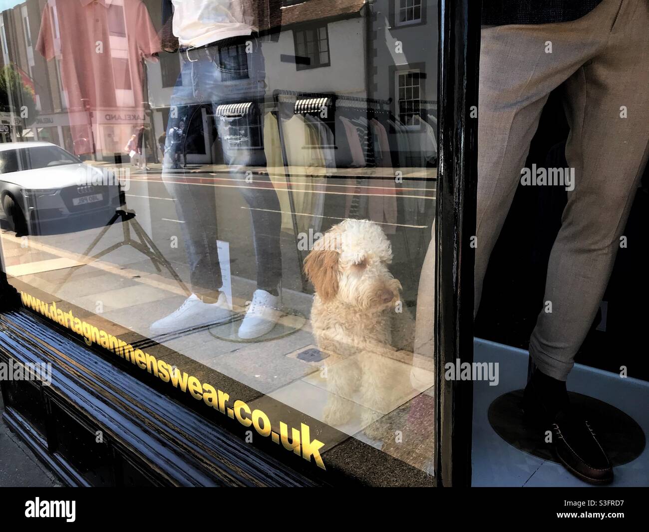 Labradoodle sitting in the window off a menswear shop UK Stock Photo
