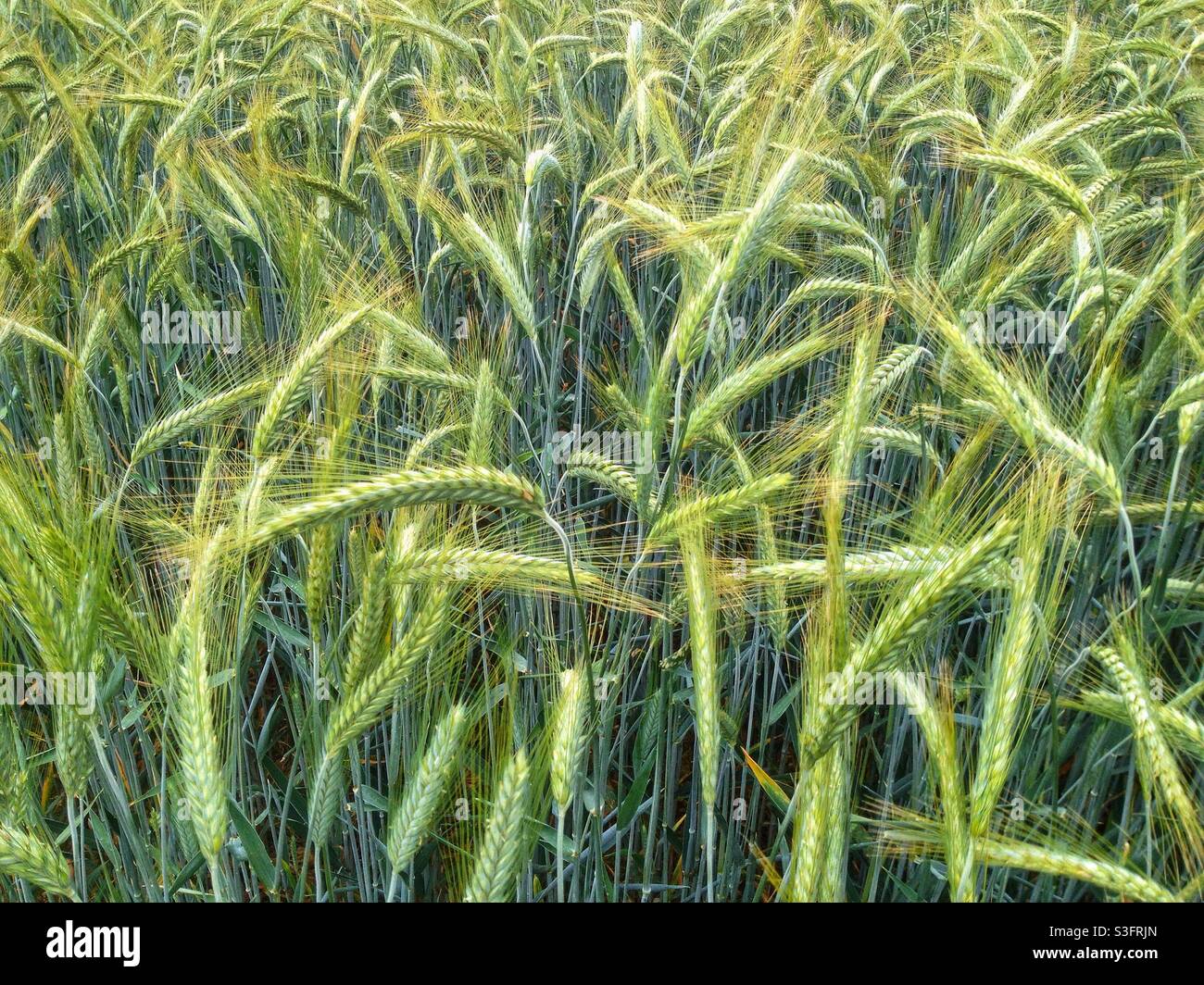Wheat field in Spring - Smartphone Captured Stock Image