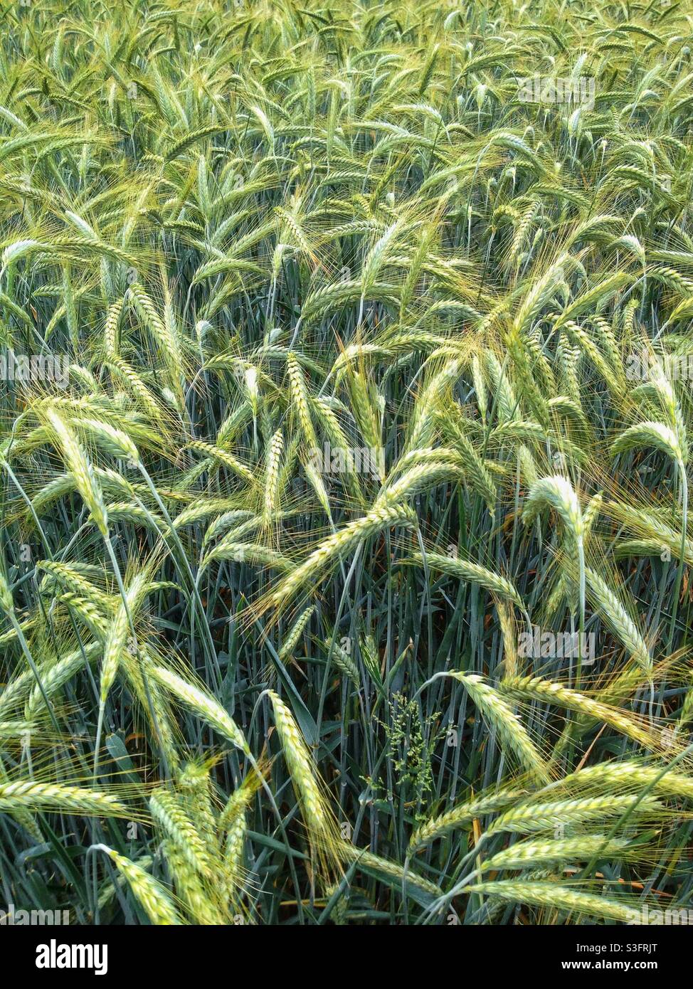 Wheat field in Spring - Smartphone Captured Stock Image