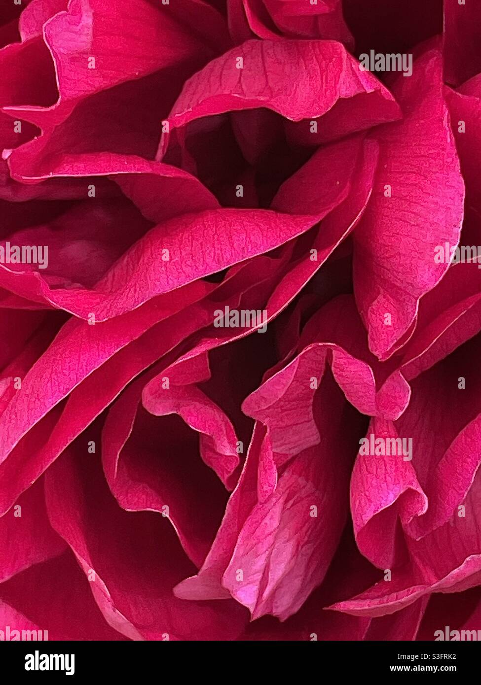 Red petals Stock Photo