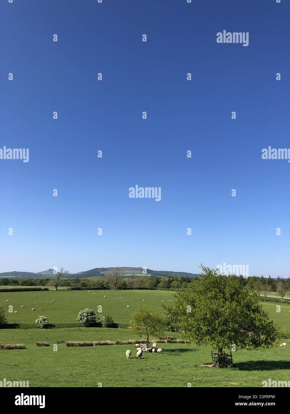 Rural scene looking over to Roseberry Topping, in early summer, United Kingdom Stock Photo