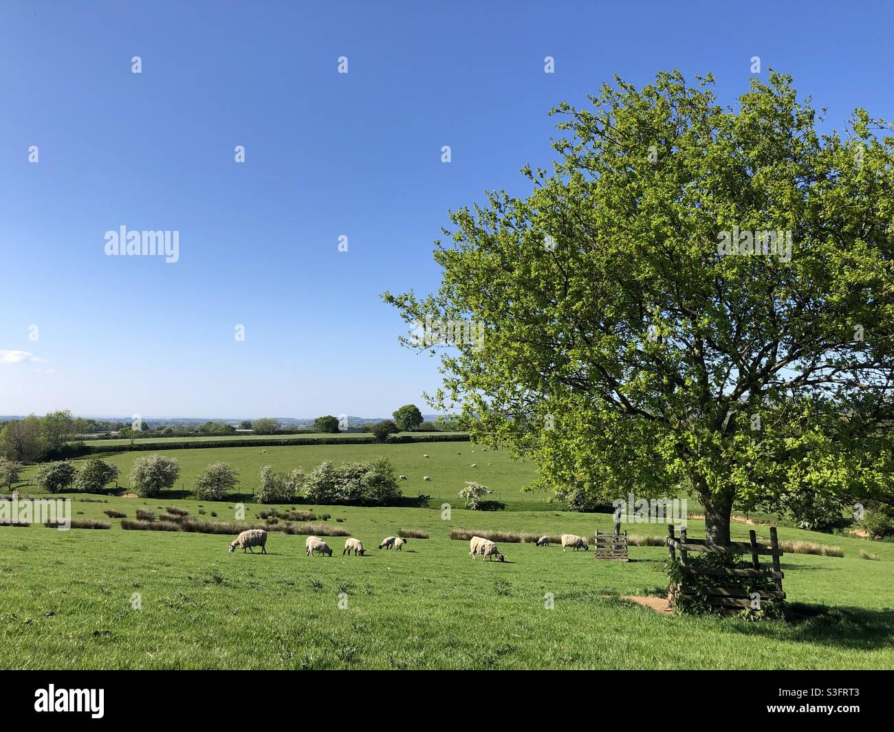 Young oak tree in a grass field in North Yorkshire, England, United Kingdom Stock Photo