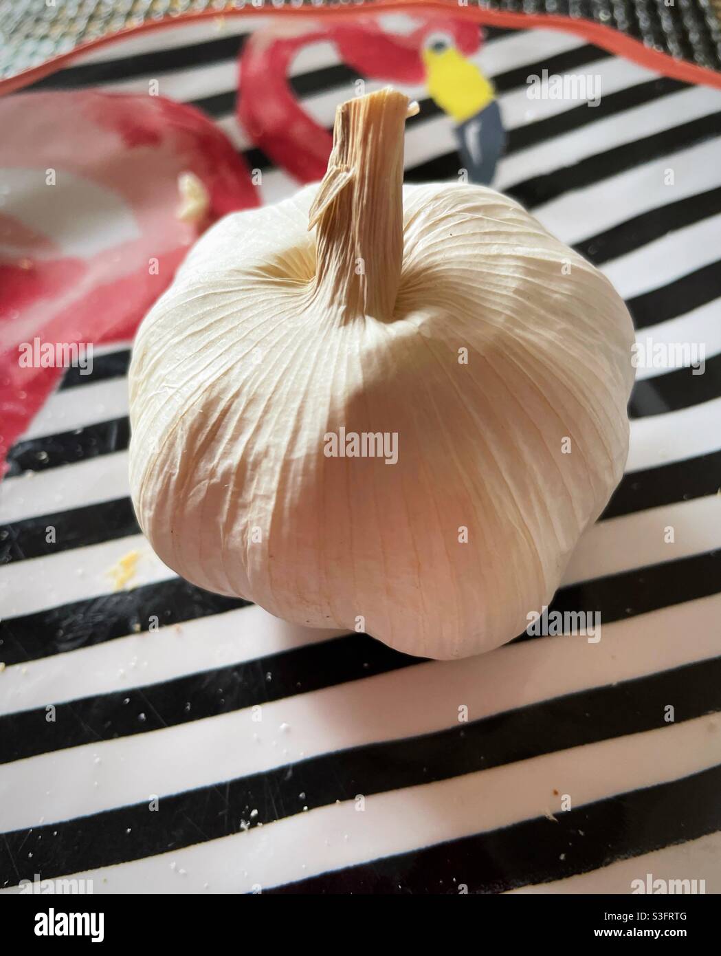 Close up of an entire head of garlic on a black and white striped kitchen plate with pink flamingos, USA - Smartphone Captured Stock Image