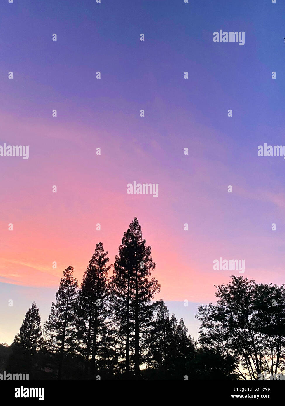 Pink sunset sky over redwoods - Smartphone Captured Stock Image