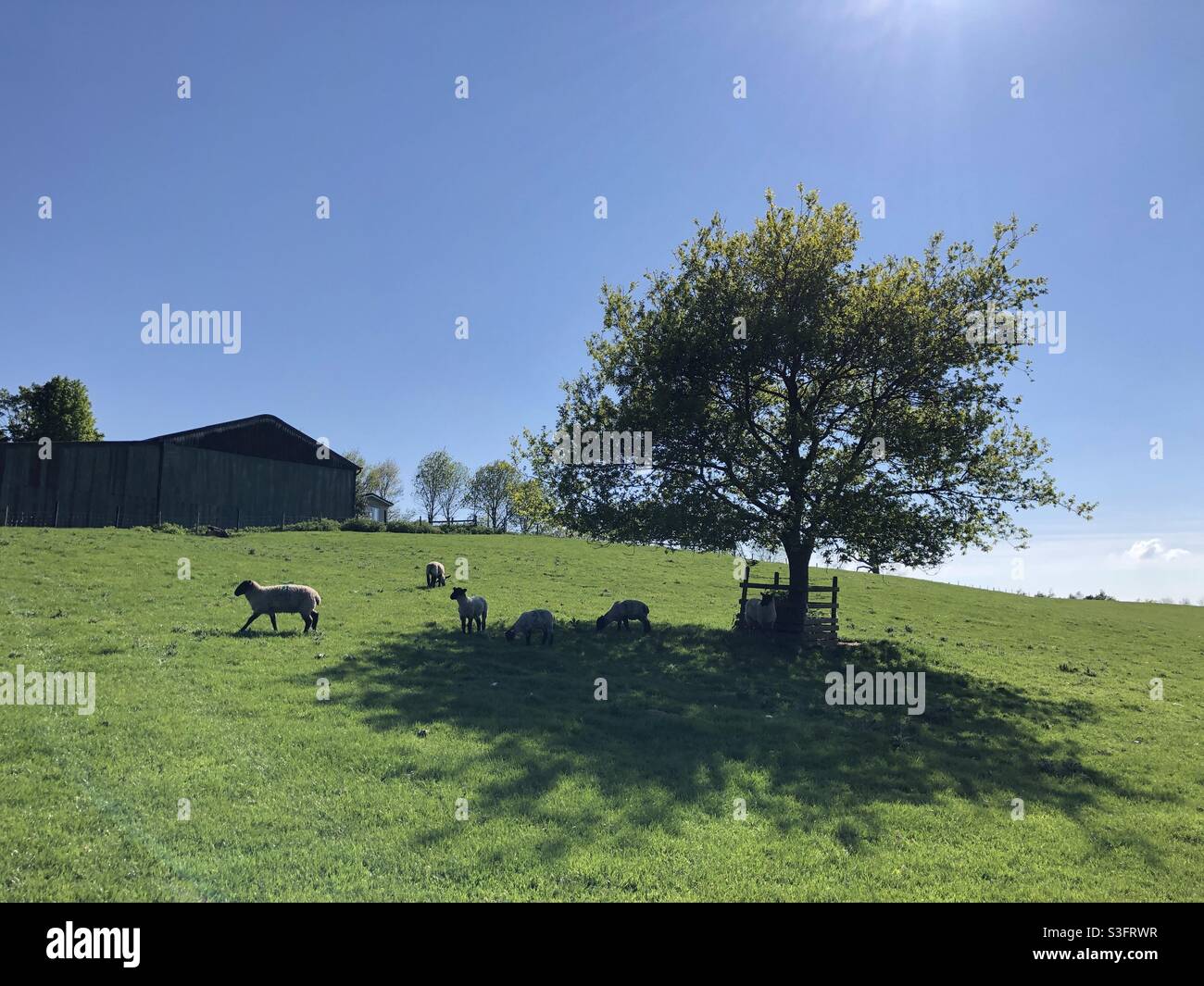 Lambs in a field in late spring, United Kingdom Stock Photo