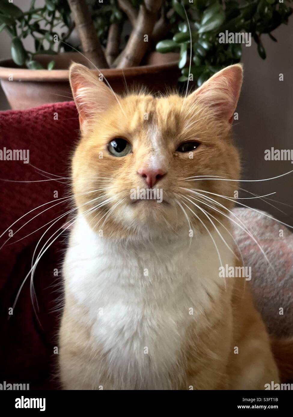 Ginger cat with uveitis eye infection - Smartphone Captured Stock Image