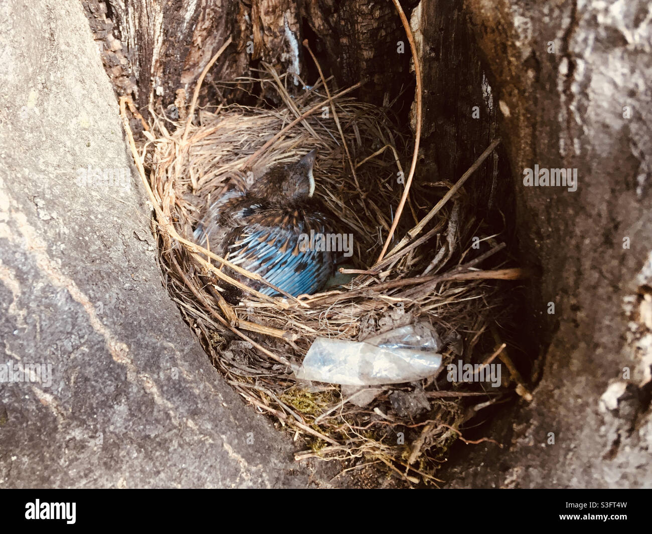 Blackbird Turdus Merula chick in nest inside tree hole - Smartphone Captured Stock Image Blackbird Turdus Merula chick in nest inside tree hole - Smartphone Captured Stock Image