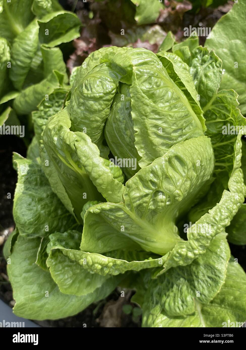 Romaine lettuce garden hires stock photography and images Alamy