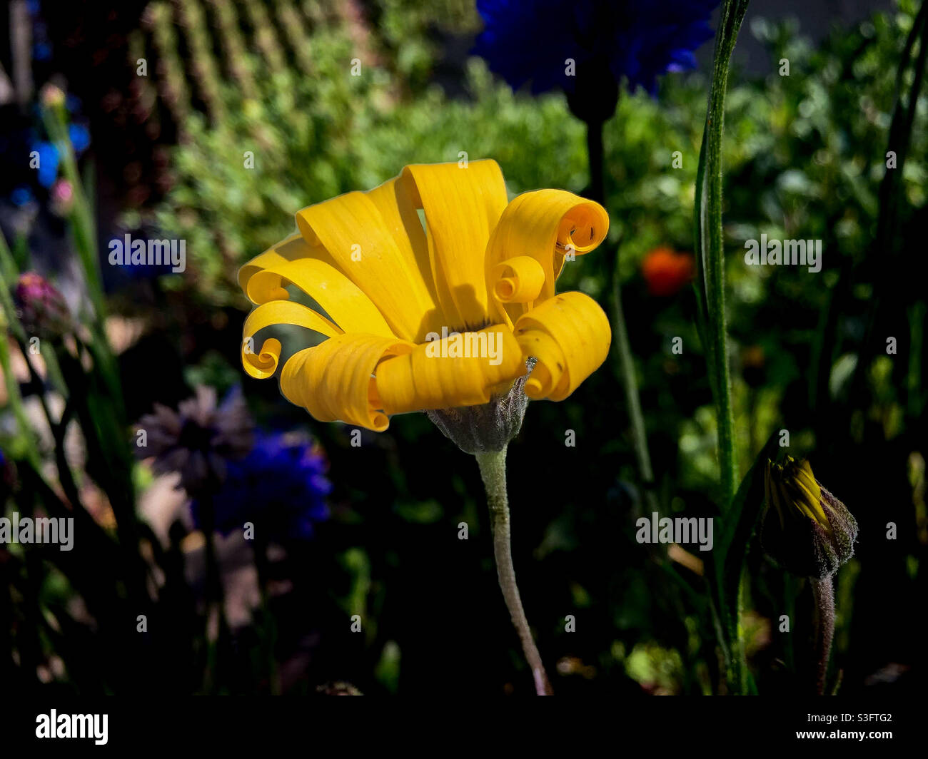 Fading petals hires stock photography and images Alamy