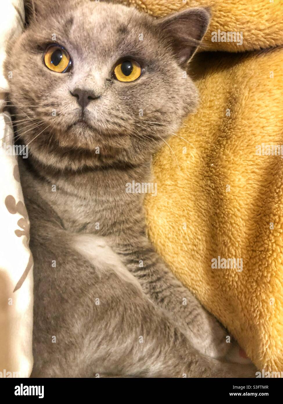 British Grey spoiled cat cuddled with bed covers Stock Photo