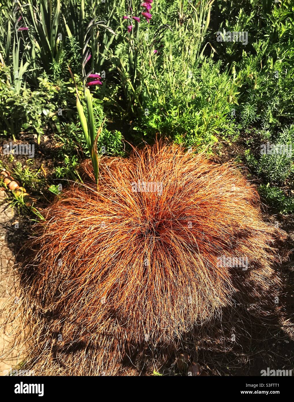 Decorative garden grasses. The New Zealand Hair Sedge. Stock Photo