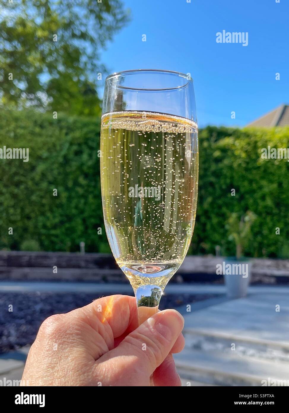 Person holding a flute glass of champagne outside in a garden - Smartphone Captured Stock Image