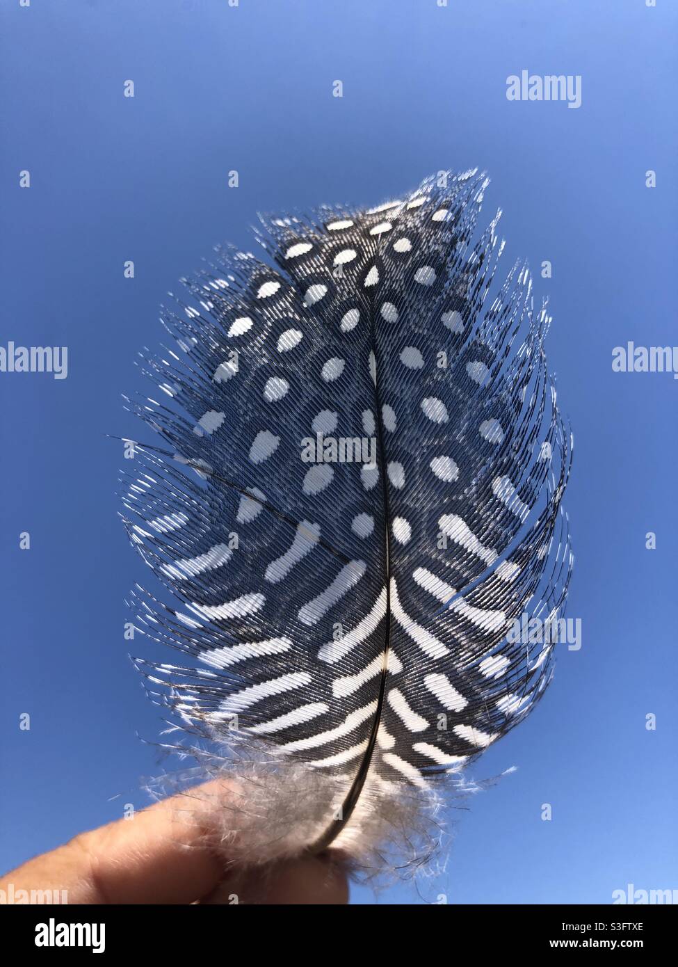 Guinea fowl feather against blue sky - Smartphone Captured Stock Image