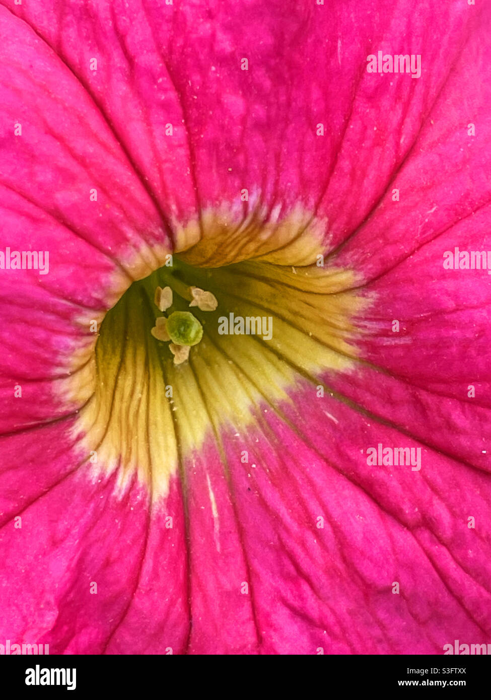 Petunia flower. Close view. - Smartphone Captured Stock Image