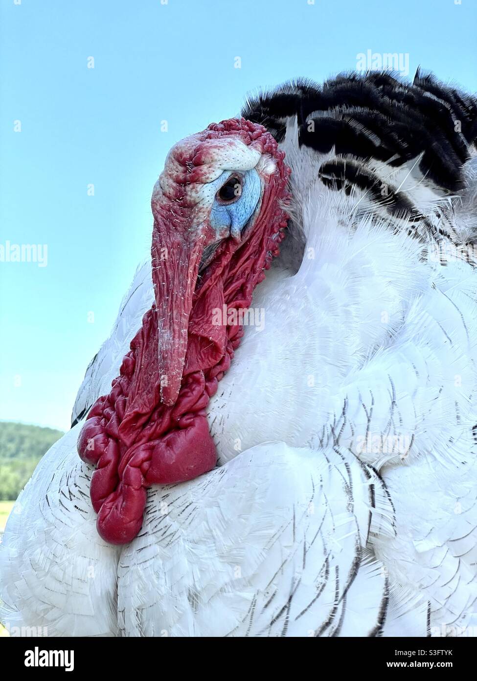 Royal palm Turkey portrait - Smartphone Captured Stock Image