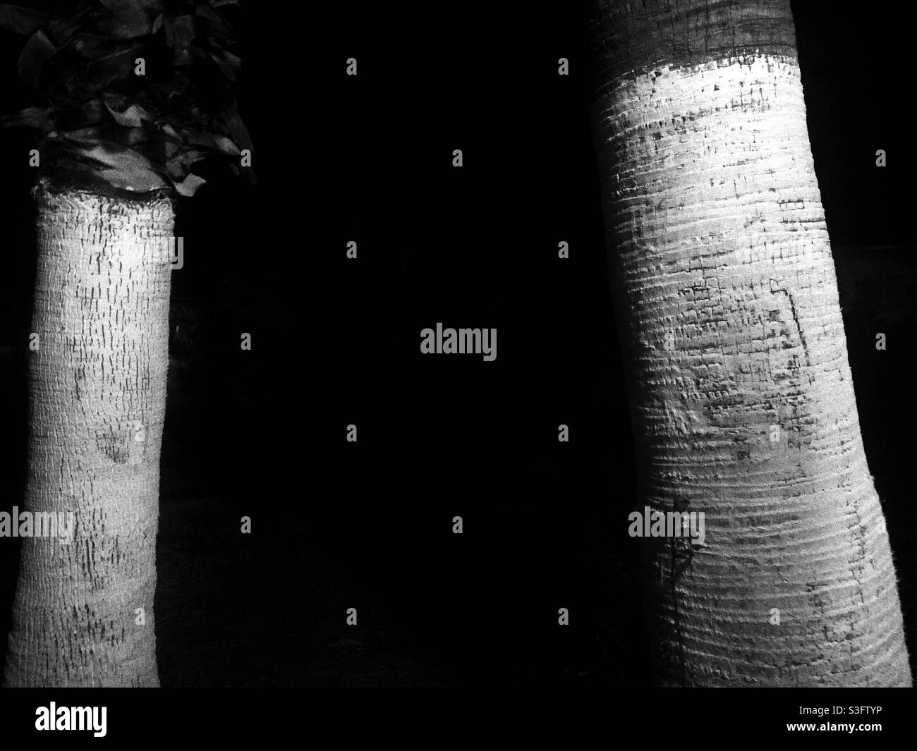 White painted barks of  Two Palm trees in the dark - Smartphone Captured Stock Image