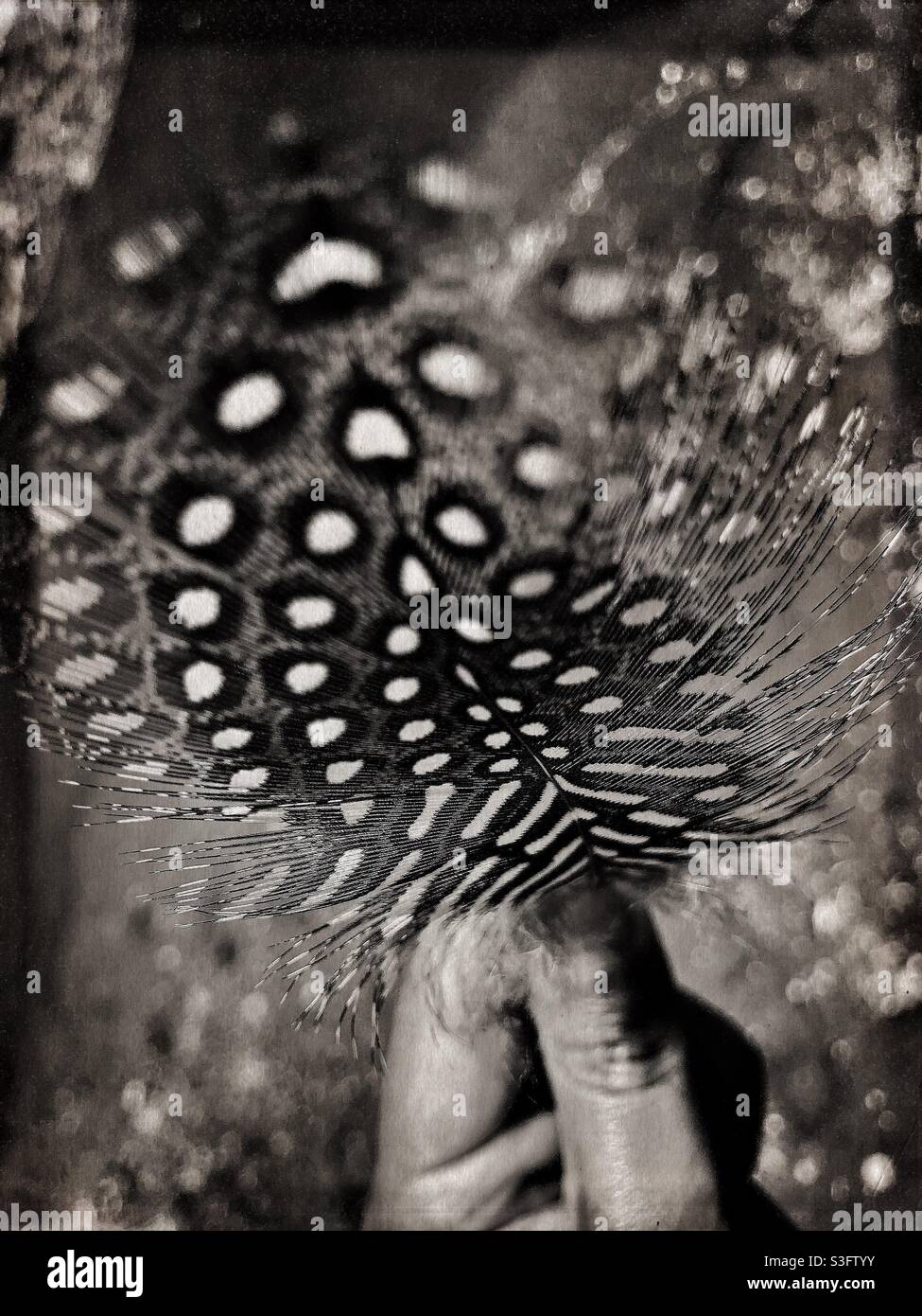 Feather of spotted guinea fowl  held in hand - Smartphone Captured Stock Image