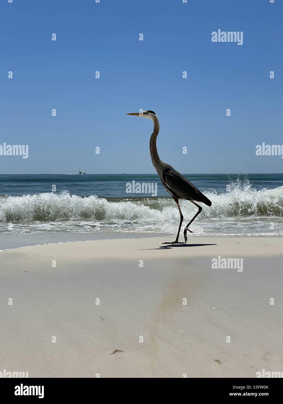 Great blue heron stepping on beach shoreline with waves - Smartphone Captured Stock Image